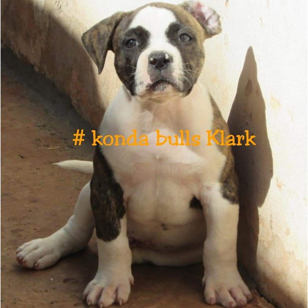 Konda Bulls Klark | American Bulldog 