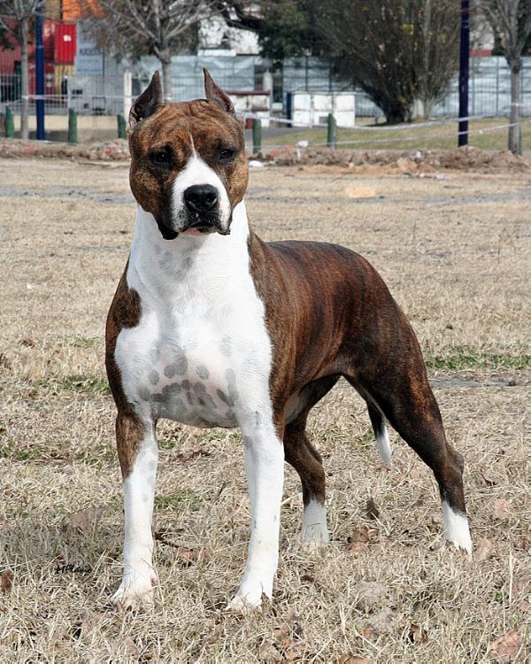 Rainbow Fire Desert Storm | American Staffordshire Terrier 