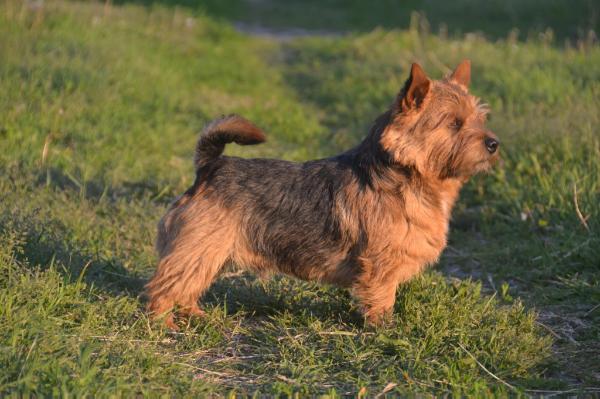 Oggy Grand Villa Rose | Norwich Terrier 