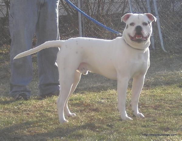 MoJo's Frost Bite AKA Frost | American Bulldog 