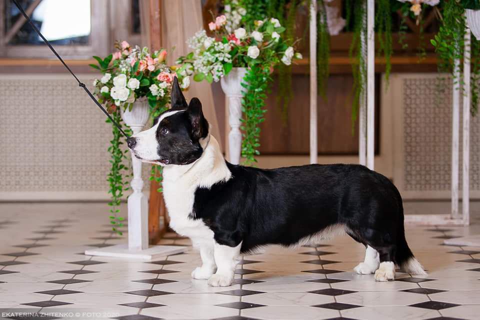 LANCELOT BRAVE HEART OF SUNNY GLEN | Cardigan Welsh Corgi 