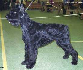 Gently Born Sindy | Giant Schnauzer 