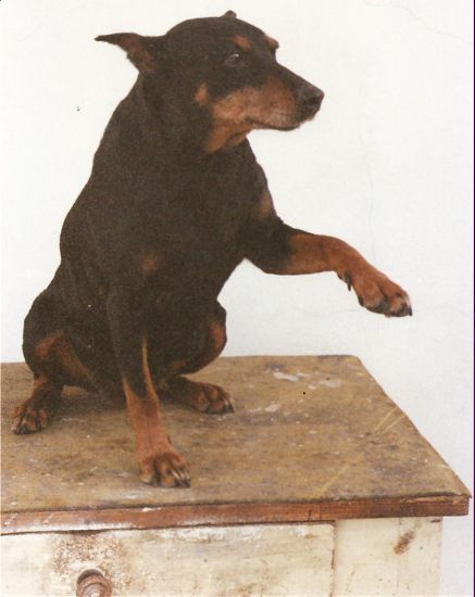 HUTA z Pyselky | German Pinscher 