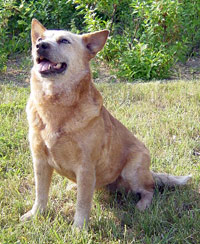 Cattlefarms Red Ragazzi | Australian Cattle Dog 