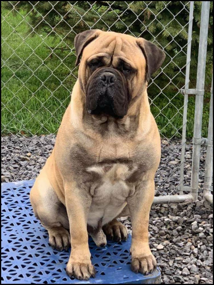 Chato's B Cruzan at Bella Vitas | Bullmastiff 