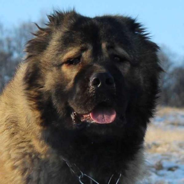 Medved Rossii Yakudza (ROU) | Caucasian Mountain Dog 