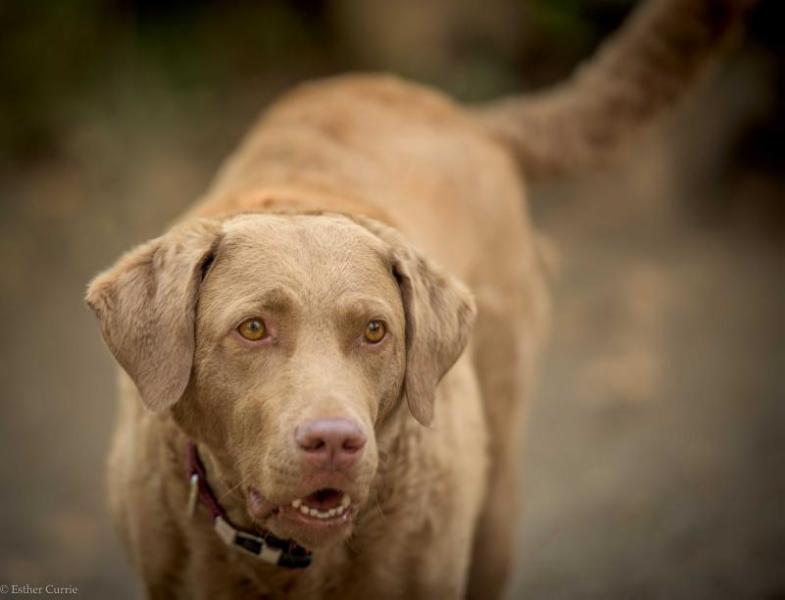 Desert Winds Cece | Chesapeake Bay Retriever 