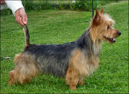 Nellyson's Elliott Express | Australian Terrier 