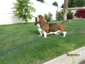 Guy van hollandheim | Basset Hound 