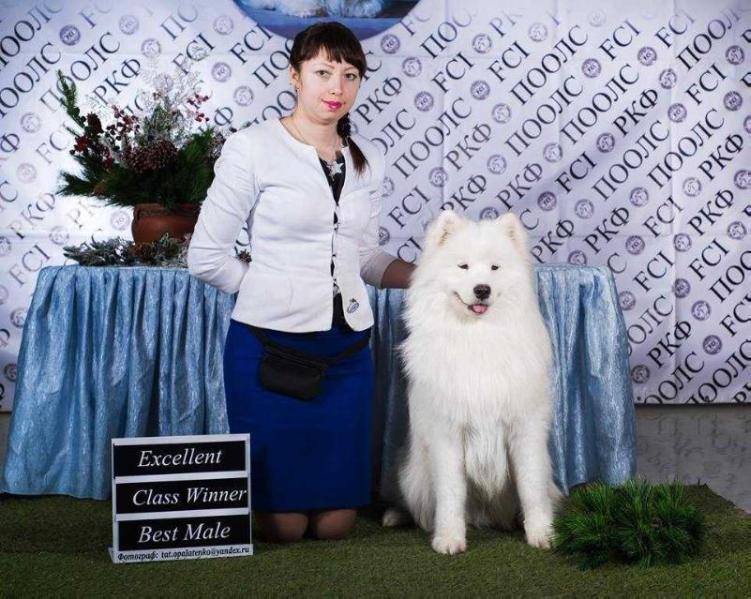 KUZNETS VAKULA S HUTORA DYKANKI | Samoyed 