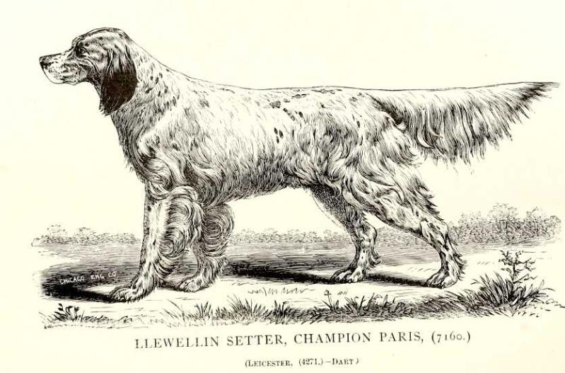 Paris (7160) | English Setter  Paris (7160) | English Setter