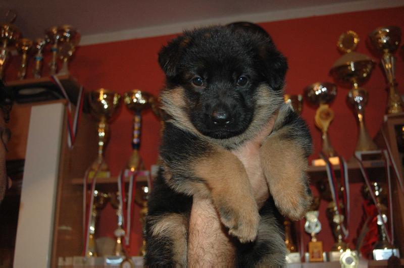 Herra vom haus misberg | German Shepherd Dog 