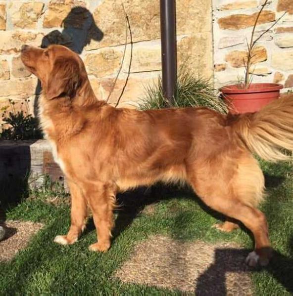 Canis Amicus ilka | Nova Scotia Duck Tolling Retriever 