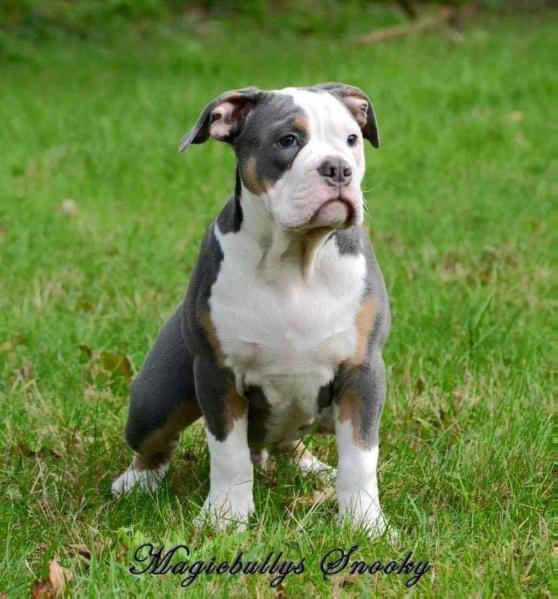 MagicBully's Snooky | Olde English Bulldogge 