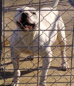 Wolfes Thor of BuffaloCreek | Olde English Bulldogge 