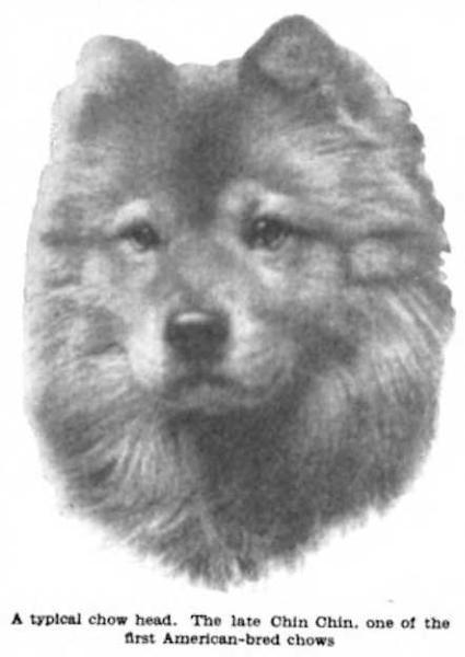 Chin Chin (1909) 140675 | Chow Chow 