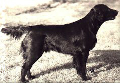 Lönning'go Carillo Caballero | Flat-Coated Retriever 