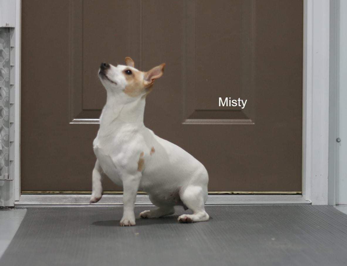 Big Grove's Misty | Teddy Roosevelt Terrier 