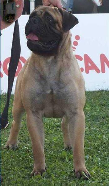 BLUE IVY Amber Dream | Bullmastiff 