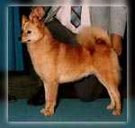 Inua's Foxy Lacy of Icecaps | Finnish Spitz 