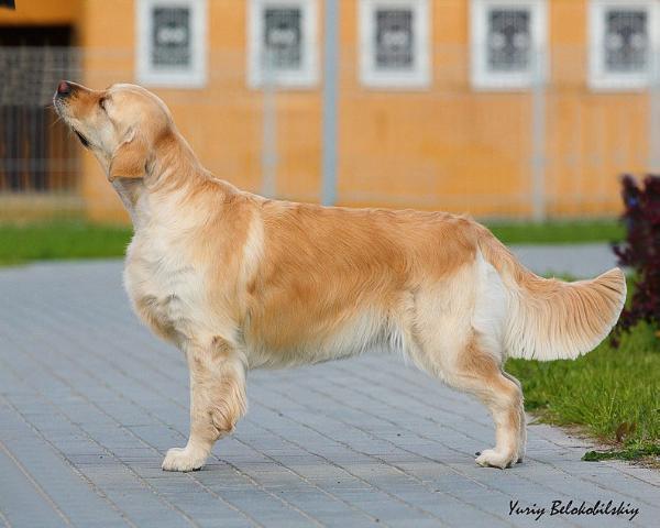 Yunita COSTA DORADA | Golden Retriever 