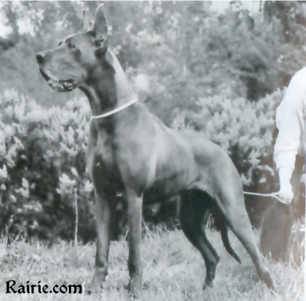 Katja von Trabersruh | Great Dane 