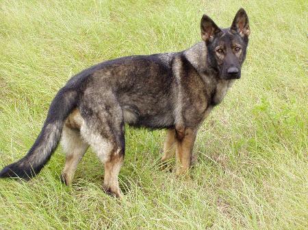 Dunja vom Grauen Wolf | German Shepherd Dog 