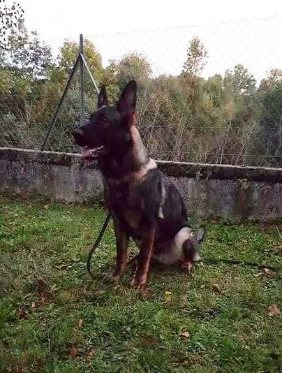 Marhzin dit Marley de la légende des korrigans | German Shepherd Dog 