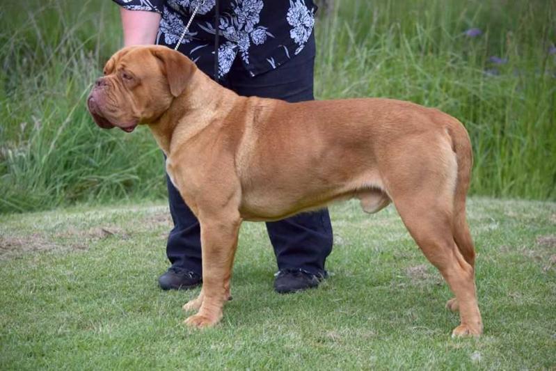 Modavam Magnum Force | Dogue de Bordeaux 