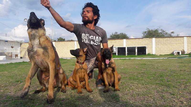 Azai (RIVAS) MEX.FCI | Belgian Malinois 