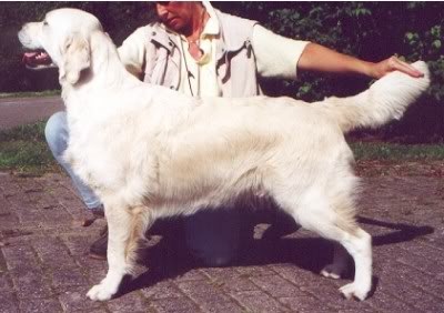 Xanthos April Showers | Golden Retriever 