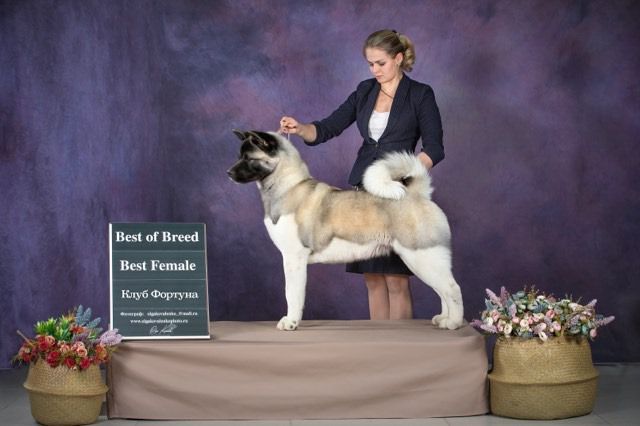 Questbest Sultana For AkitaLeader | Akita 