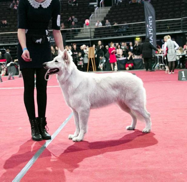 ARA Menulio Šviesa | White Swiss Shepherd Dog 