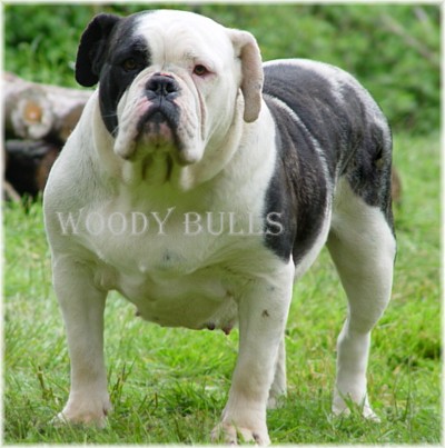 MY BULLDOGGES' MARTHA | Olde English Bulldogge 