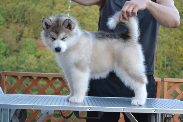 Lighting Strike Stormyth | Alaskan Malamute 