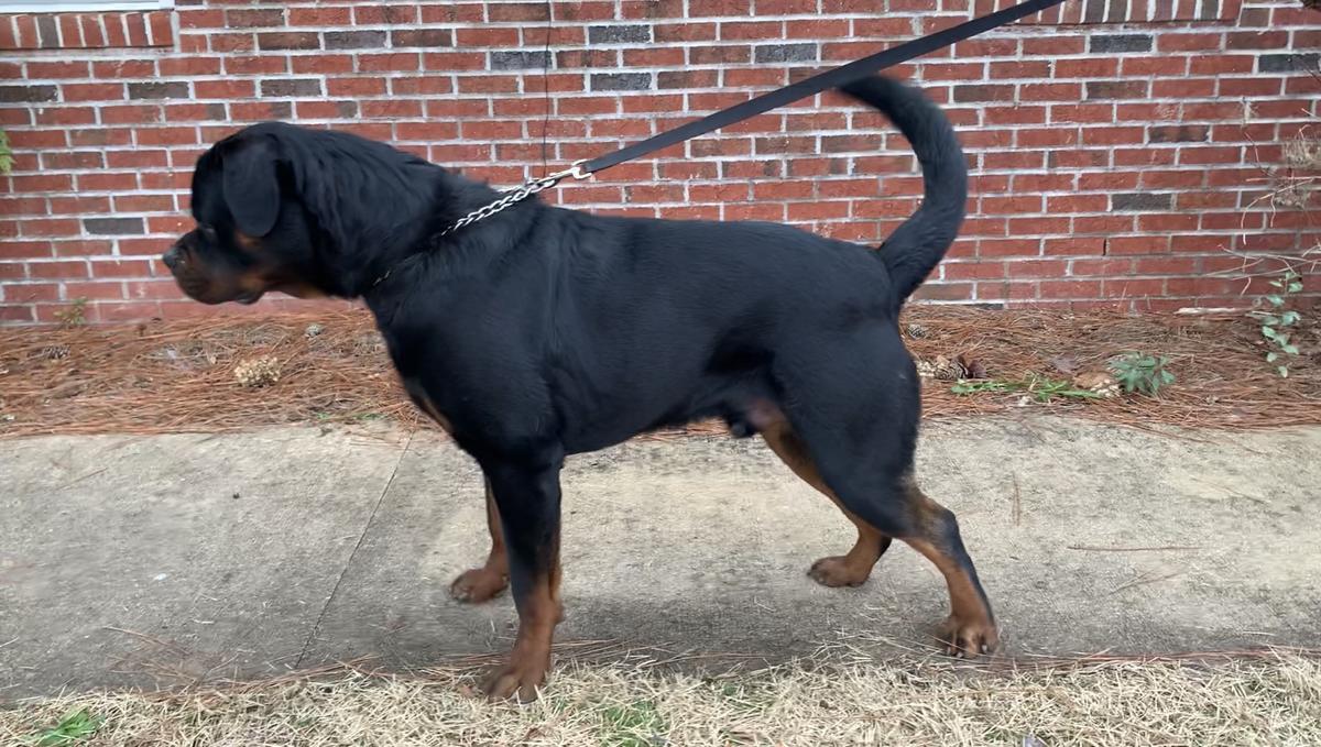 Orso Von ShirkHaus | Rottweiler 