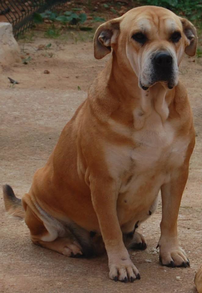 Gina de Almallutx | Ca de Bou 