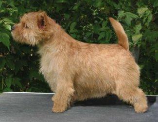 Tiny Star Ginger Sugar Cube | Norwich Terrier 