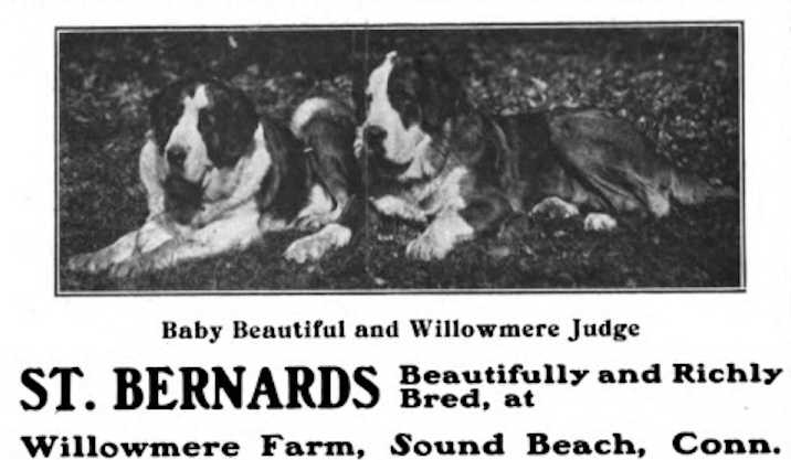 Willowmere Judge | Saint Bernard 