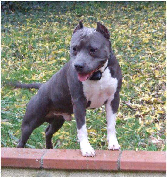 Virus de la crique du flojule | American Staffordshire Terrier 
