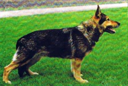 Connie vom Sonnenbring | German Shepherd Dog 