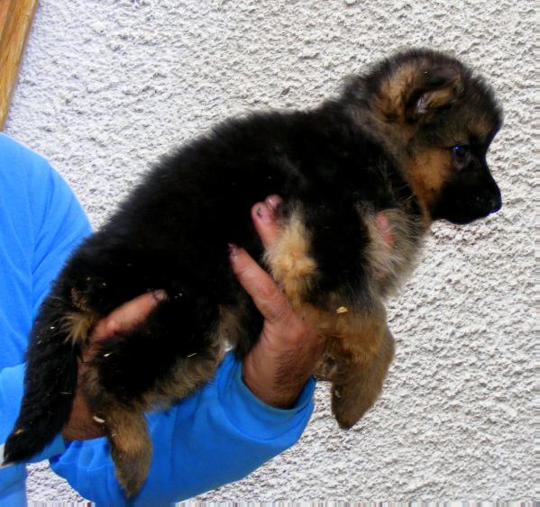 Quano Nuada Rits | German Shepherd Dog 
