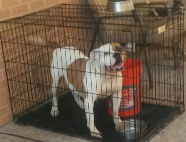 Doc's Honey Bear | American Bulldog 