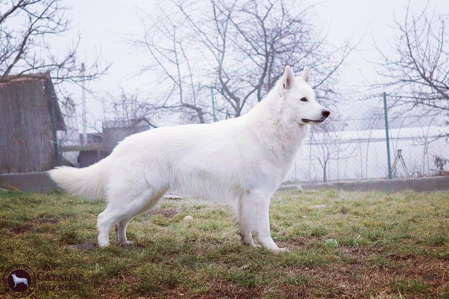 Blazing Star of Cataline Wolf | White Swiss Shepherd Dog 