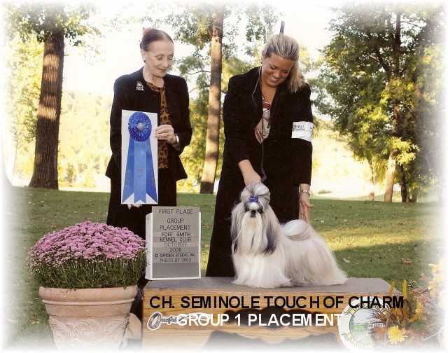 Seminole A Touch of Charm | Shih Tzu 