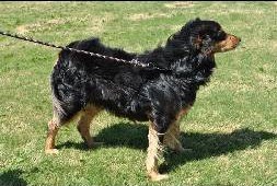 Tonkas Cruzn Keystone Legends | Australian Shepherd 