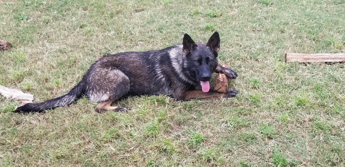 El Loco Oso | German Shepherd Dog 