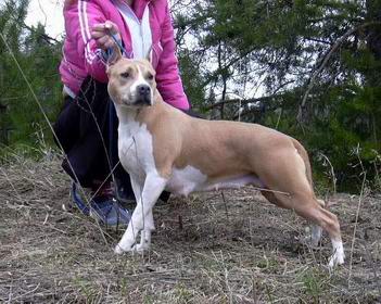 Irgen Gold Traviata | American Staffordshire Terrier 