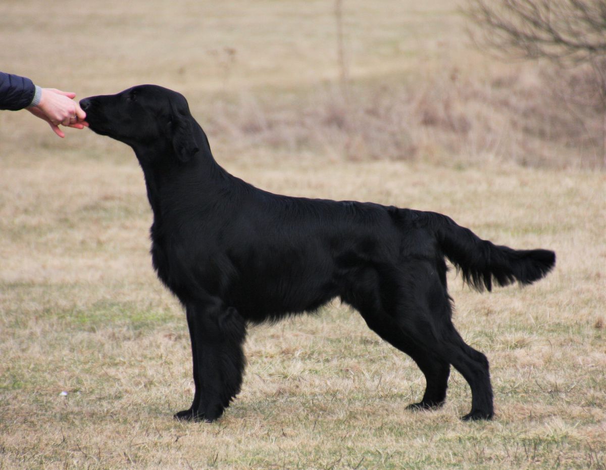 Almanza Simply Starstruck | Flat-Coated Retriever 