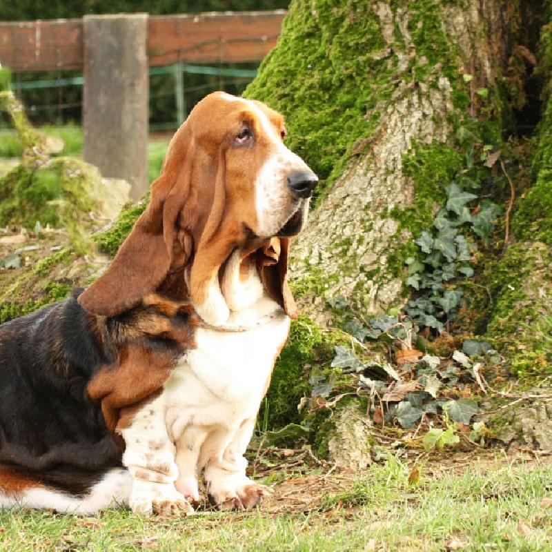 heny du haras de la vergne | Basset Hound 